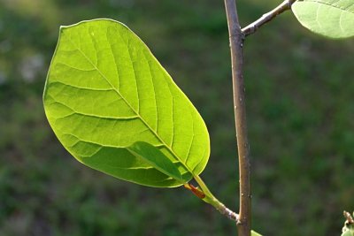 Magnolia Wilsonii - šácholan Wilsonův - list s žilnatinou
